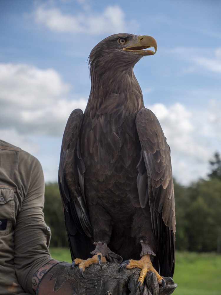 Bird of prey portrait